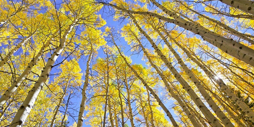 Árboles con hojas amarillas